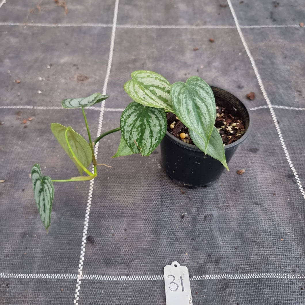 #31 Philodendron Brandtianum