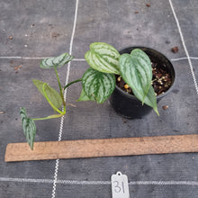 Load image into Gallery viewer, #31 Philodendron Brandtianum