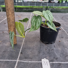 Load image into Gallery viewer, #31 Philodendron Brandtianum