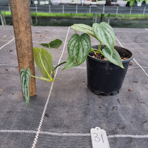 #31 Philodendron Brandtianum