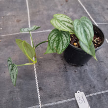 Load image into Gallery viewer, #31 Philodendron Brandtianum