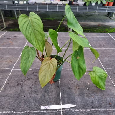 #707 Philodendron Tenue x Plowmanii