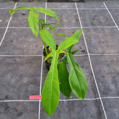 #D12 Philodendron 69686 - 'Big Ears'