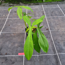 Load image into Gallery viewer, #D12 Philodendron 69686 - &#39;Big Ears&#39;