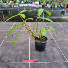 Load image into Gallery viewer, #D12 Philodendron 69686 - &#39;Big Ears&#39;