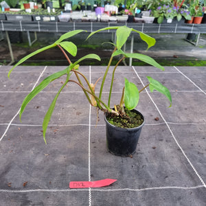 #D12 Philodendron 69686 - 'Big Ears'