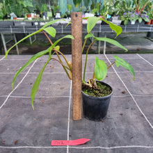 Load image into Gallery viewer, #D12 Philodendron 69686 - &#39;Big Ears&#39;