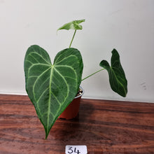 Load image into Gallery viewer, #34 Anthurium Leuconeurum