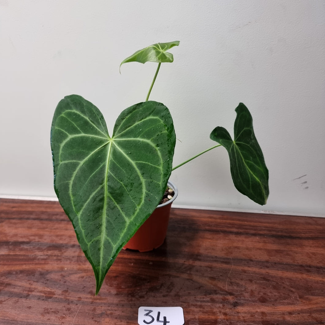 #34 Anthurium Leuconeurum