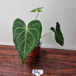 #34 Anthurium Leuconeurum