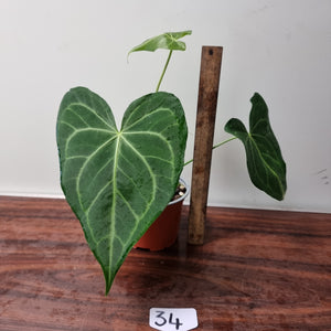 #34 Anthurium Leuconeurum