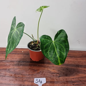 #34 Anthurium Leuconeurum