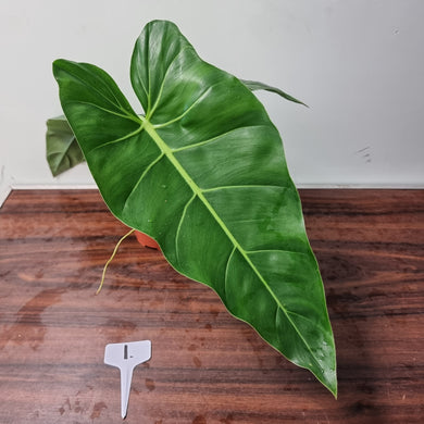 #1 Philodendron Maximum