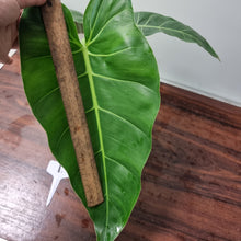 Load image into Gallery viewer, #1 Philodendron Maximum