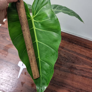 #1 Philodendron Maximum