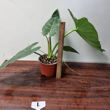 Load image into Gallery viewer, #1 Philodendron Maximum