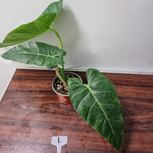 Load image into Gallery viewer, #1 Philodendron Maximum