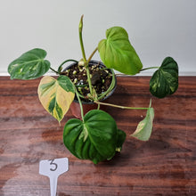 Load image into Gallery viewer, #3 Variegated Philodendron Hederaceum var. Hederaceum (Micans)