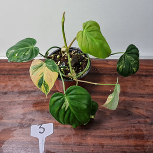 #3 Variegated Philodendron Hederaceum var. Hederaceum (Micans)