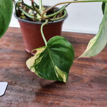 Load image into Gallery viewer, #3 Variegated Philodendron Hederaceum var. Hederaceum (Micans)