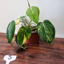 Load image into Gallery viewer, #3 Variegated Philodendron Hederaceum var. Hederaceum (Micans)