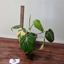Load image into Gallery viewer, #3 Variegated Philodendron Hederaceum var. Hederaceum (Micans)