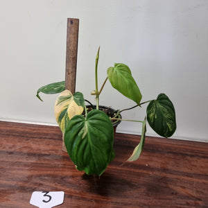 #3 Variegated Philodendron Hederaceum var. Hederaceum (Micans)