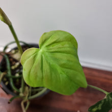 Load image into Gallery viewer, #3 Variegated Philodendron Hederaceum var. Hederaceum (Micans)