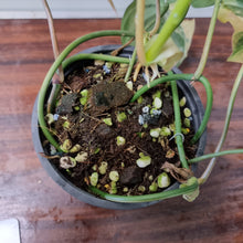 Load image into Gallery viewer, #3 Variegated Philodendron Hederaceum var. Hederaceum (Micans)