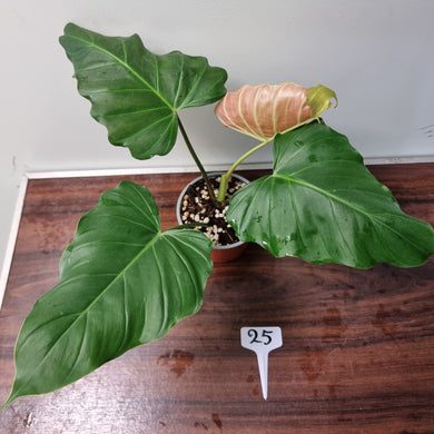 #25 Philodendron Corsinianum / 'Bronze Shield'
