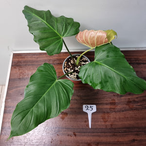 #25 Philodendron Corsinianum / 'Bronze Shield'