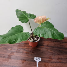 Load image into Gallery viewer, #25 Philodendron Corsinianum / &#39;Bronze Shield&#39;