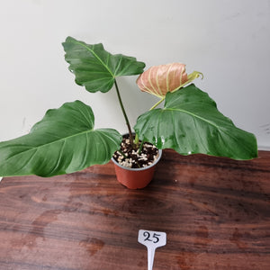 #25 Philodendron Corsinianum / 'Bronze Shield'