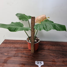 Load image into Gallery viewer, #25 Philodendron Corsinianum / &#39;Bronze Shield&#39;