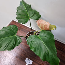 Load image into Gallery viewer, #25 Philodendron Corsinianum / &#39;Bronze Shield&#39;