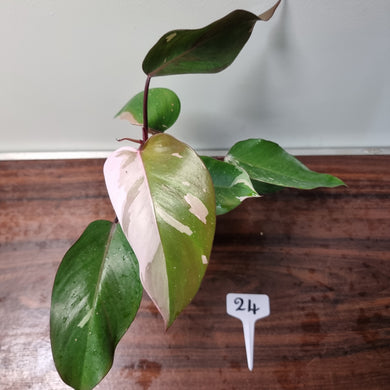 #24 Philodendron Pink Princess