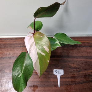 #24 Philodendron Pink Princess