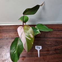 Load image into Gallery viewer, #24 Philodendron Pink Princess