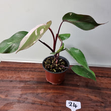 Load image into Gallery viewer, #24 Philodendron Pink Princess
