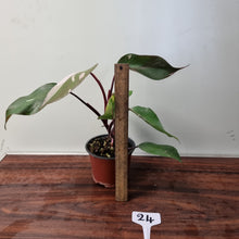 Load image into Gallery viewer, #24 Philodendron Pink Princess