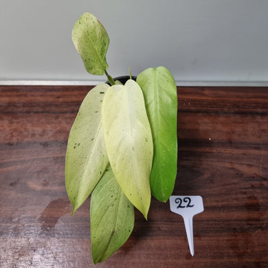 #22 Philodendron Whipple Way