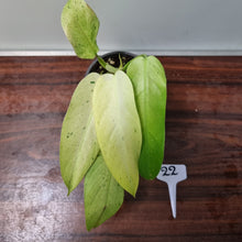 Load image into Gallery viewer, #22 Philodendron Whipple Way