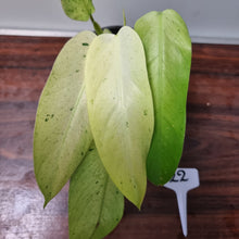 Load image into Gallery viewer, #22 Philodendron Whipple Way