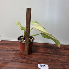 Load image into Gallery viewer, #22 Philodendron Whipple Way