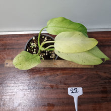 Load image into Gallery viewer, #22 Philodendron Whipple Way
