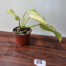 Load image into Gallery viewer, #22 Philodendron Whipple Way