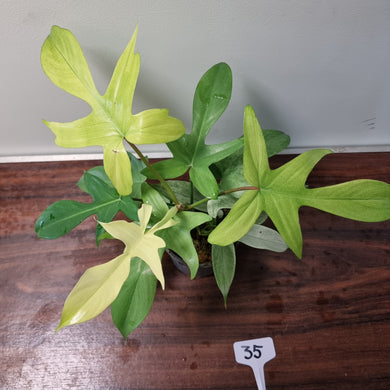 #35 Philodendron Florida Ghost - NON TC