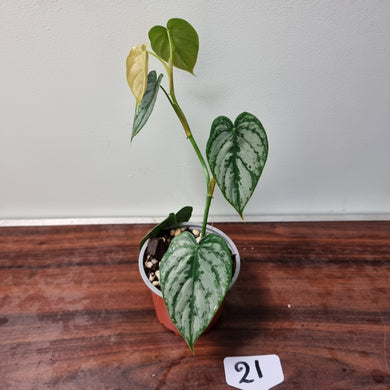 #21 Philodendron Brandtianum