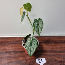 Load image into Gallery viewer, #21 Philodendron Brandtianum