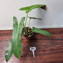 Load image into Gallery viewer, #20 Philodendron Atabapoense